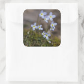 Bluets Little Purple Blumen Wildblume Stickers (Tasche)