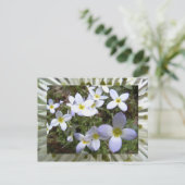 bluets postkarte (Stehend Vorderseite)