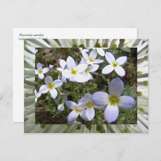 bluets postkarte (Vorne/Hinten)