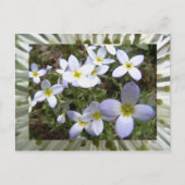 bluets postkarte (Vorderseite)