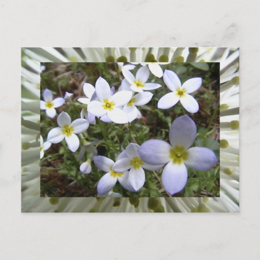 bluets postkarte (Vorderseite)