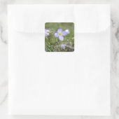 Bluets - Quäker-Damen Quadratischer Aufkleber (Tasche)