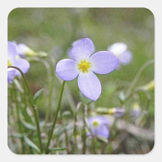Bluets - Quäker-Damen Quadratischer Aufkleber (Vorderseite)
