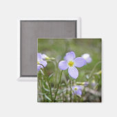 Bluets - Quaker Ladys Magnet (Vorderseite/Rückseite)