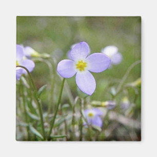 Bluets - Quaker Ladys Magnet
