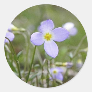 Bluets - Quaker Ladys Runder Aufkleber