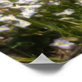 Bluets Tiny Blue Flowers Ölgemälde Foto Poster (Ecke)