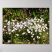 Bluets Tiny Blue Flowers Ölgemälde Foto Poster (Vorne)