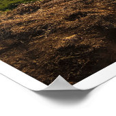 Bluff Cove Light Poster (Ecke)