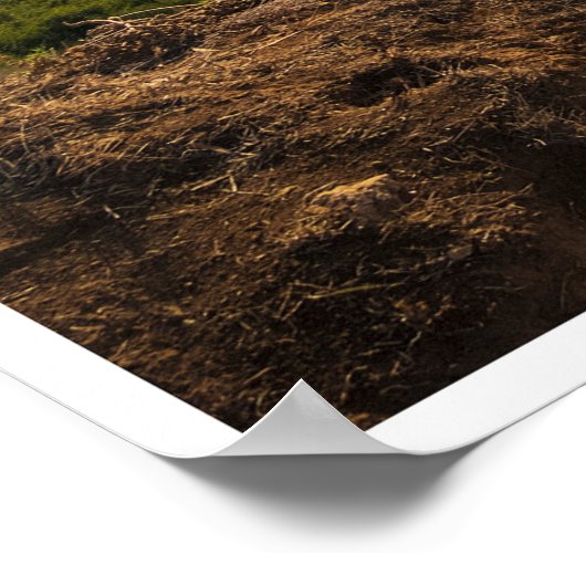 Bluff Cove Light Poster (Ecke)