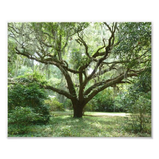 Bluffton Sommernachmittag Fotodruck (Vorne)