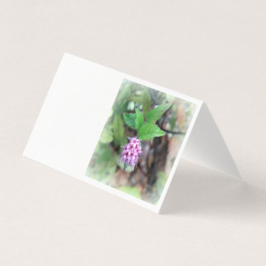 Blühen im Herbst (Vorderseite)