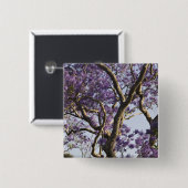 Blühen von Jacaranda Bäumen in New Farm Park, Button (Vorne & Hinten)