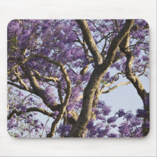 Blühen von Jacaranda Bäumen in New Farm Park, Mousepad
