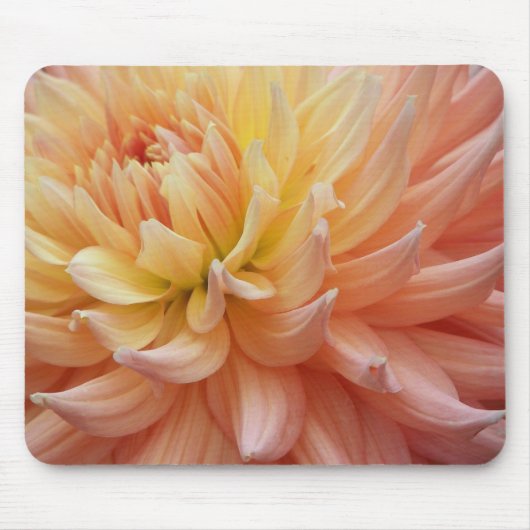 Blühend rosa Dahlia Blütenblume Mousepad (Vorne)