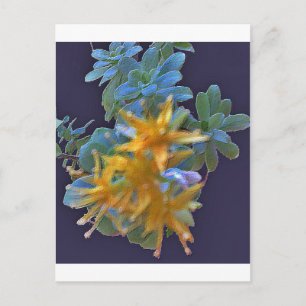 Blühende Aeonium Postkarte