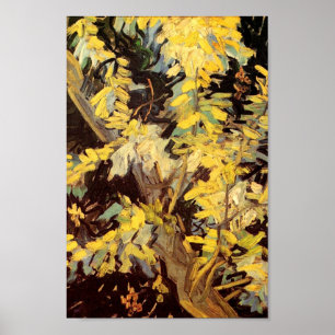 Blühende Akacia Branches Van Gogh Fine Art Poster