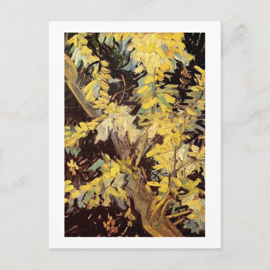 Blühende Akacia Branches Vincent van Gogh. Postkarte (Vorderseite)