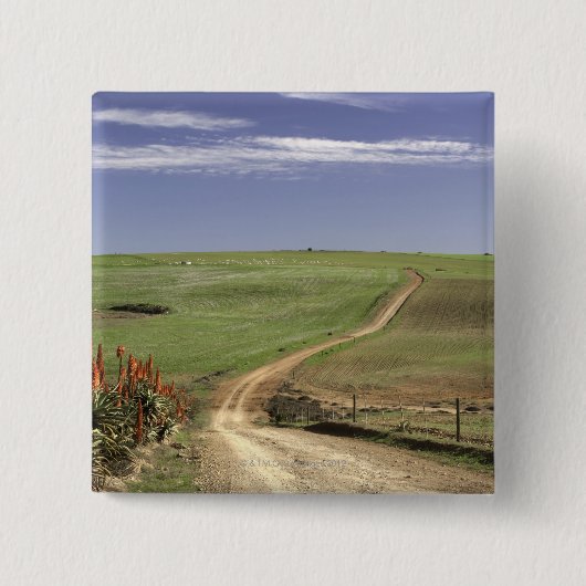 Blühende Aloen nahe Caledon, Westkap Button (Vorderseite)