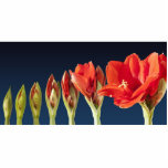 blühende Amaryllis-Blume Freistehende Fotoskulptur<br><div class="desc">Schönes Zeitraffer Foto der blühenden Amaryllis Blume. Hochwertiges Foto und wunderbare Geschenke für Blume Liebhaber.</div>