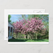Blühende Apfelbäume Postkarte (Vorne/Hinten)