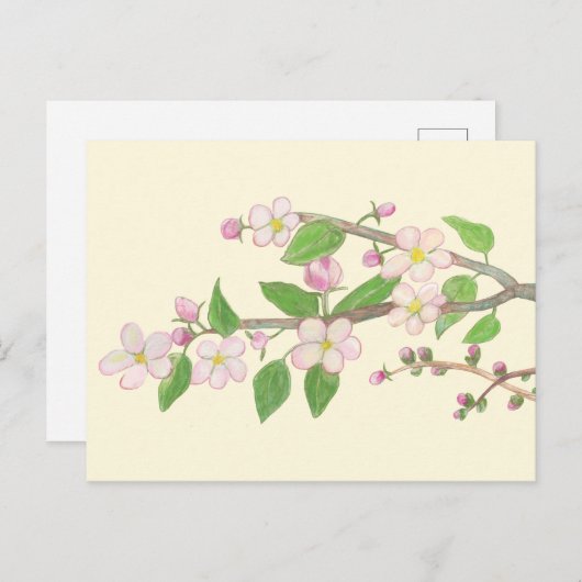 Blühende Apfelbaumzweigung Postkarte (Vorne/Hinten)