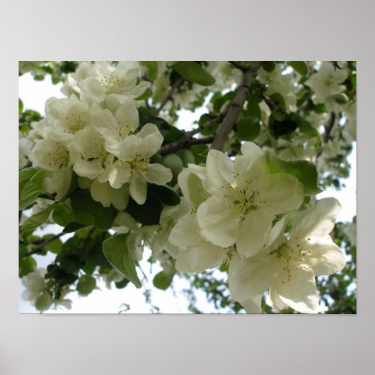 Blühende Apple Tree Print Poster (Vorne)