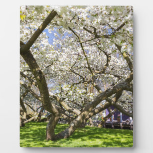 Blühende Bäume mit weißer Blüte im Frühjahr Fotoplatte