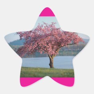 blühende Bäume Stern-Aufkleber