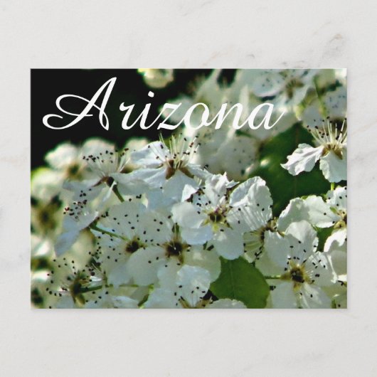 Blühende Birne, Arizona-Postkarte Postkarte (Vorderseite)