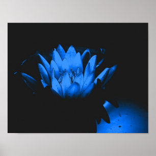 Blühende Blaue Wasserlilie Lotus Blume Abstrakt Poster