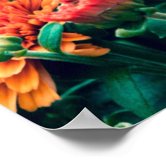 Blühende Blume im Gartenherbst, Poster (Ecke)