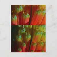 Blühende BUDS : Cactus Wild : Grüße, Glück