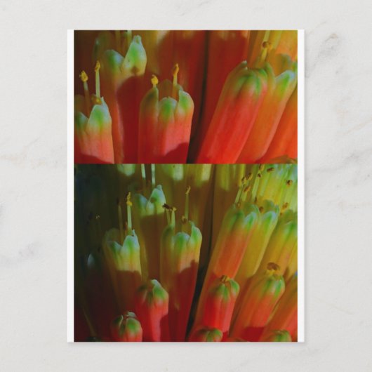 Blühende BUDS : Cactus Wild : Grüße, Glück Postkarte (Vorderseite)