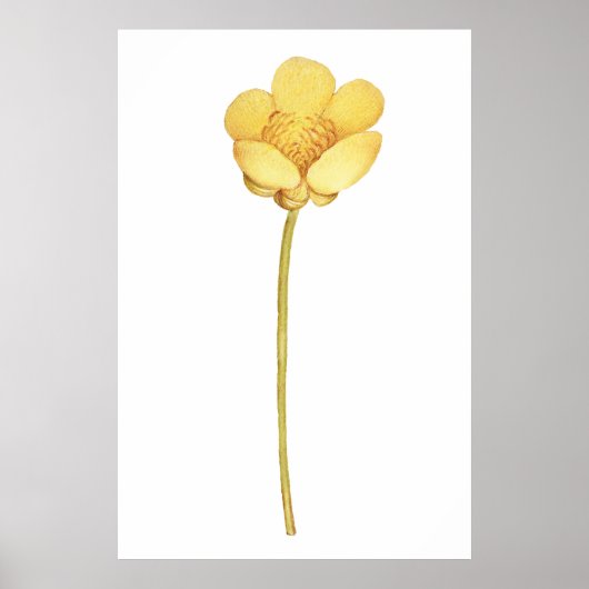 Blühende Butterblume gelbe Blume Poster (Vorne)