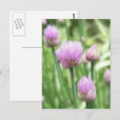 blühende Chives Postkarte (Vorne/Hinten)