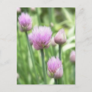blühende Chives Postkarte