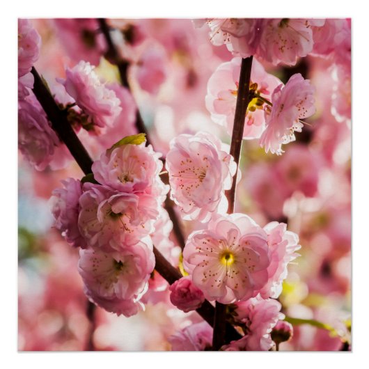Blühende Erde - rosa Paradise Poster (Vorderseite)
