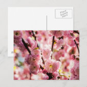 Blühende Erde - rosa Paradise Postkarte (Vorne/Hinten)