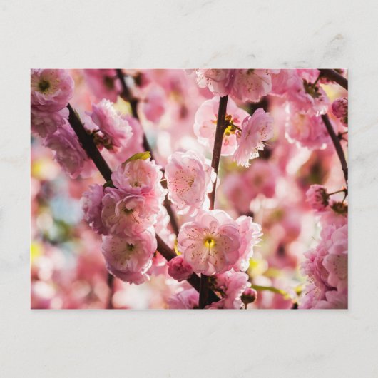 Blühende Erde - rosa Paradise Postkarte (Vorderseite)