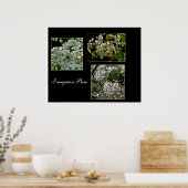 Blühende Evergreen Birne Blume. Poster (Küche)