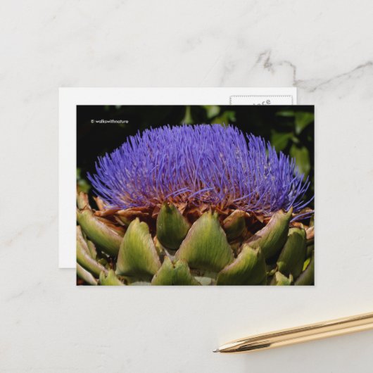 Blühende Globe Artichoke Postkarte (Vorderseite/Rückseite Beispiel)