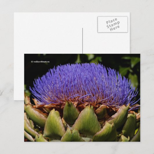 Blühende Globe Artichoke Postkarte (Vorne/Hinten)