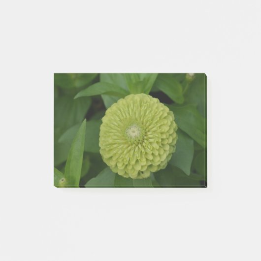 Blühende grüne Zinnia-Blume Post-it Klebezettel (Vorderseite)