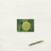 Blühende grüne Zinnia-Blume Post-it Klebezettel (Auf Schreibtisch)