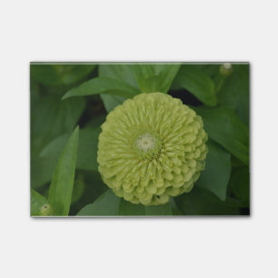 Blühende grüne Zinnia-Blume Post-it Klebezettel