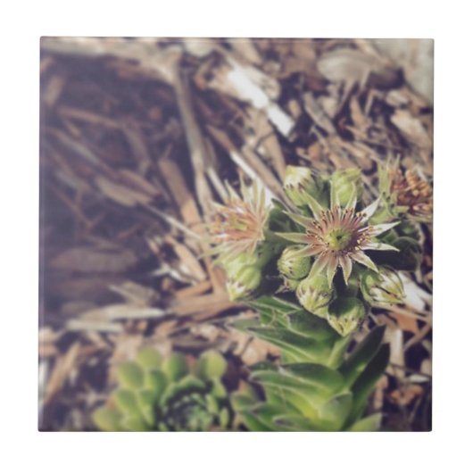 Blühende Henne-und Küken-Pflanzen Fliese (Vorderseite)