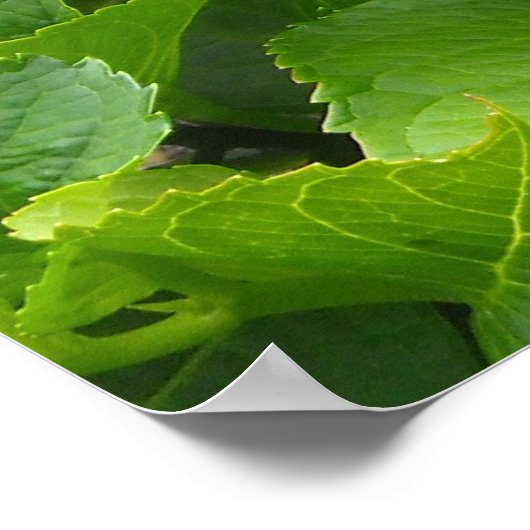 Blühende Hydrangeas Poster (Ecke)