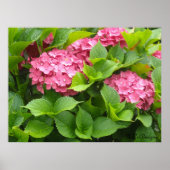 Blühende Hydrangeas Poster (Vorne)