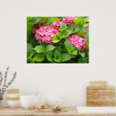 Blühende Hydrangeas Poster (Küche)